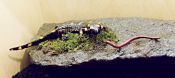 Feuersalamander