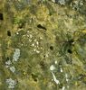 Spaltenvegetation