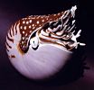 Nautilus