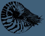 Nautilus