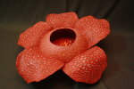 Rafflesia