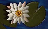 Seerose