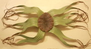 Welwitschia Mirabilis
