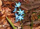 Blaustern