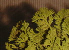 Rose von Jericho