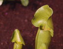 Sarracenia