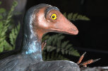 Archaeopteryx