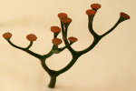Cooksonia