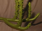 Drepanophycus