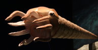 Orthoceras