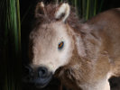 Urpferd