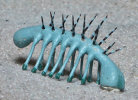 Hallucigenia