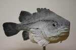 Seehase