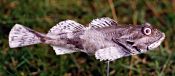 Seeskorpion