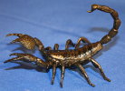 Skorpion